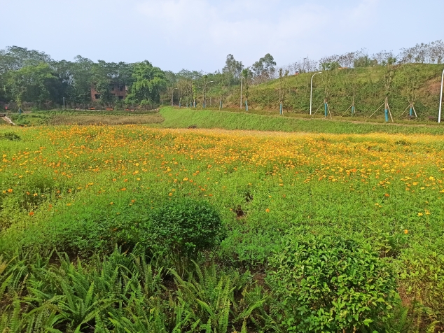 校园一角---油菜花